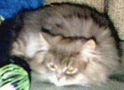 fotoarci5.JPG (14441 bytes)