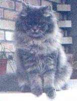 fotoarci8.JPG (15768 bytes)