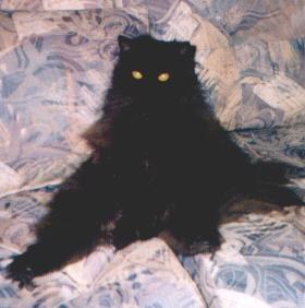 ori.JPG (13290 bytes)