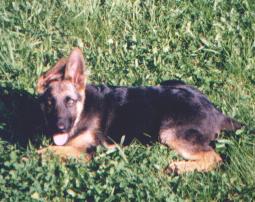 pes1.JPG (16812 bytes)