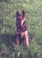 pes2.JPG (16292 bytes)