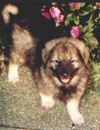 pes3.JPG (13179 bytes)