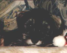 pes4.JPG (16274 bytes)