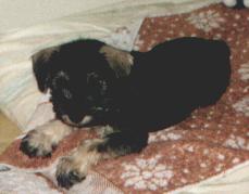 pes5.JPG (7606 bytes)