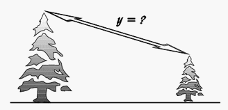 Razdalja med vrhovoma smrek