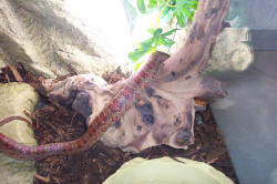 SEDAJ SE BOM PA SKRILA.