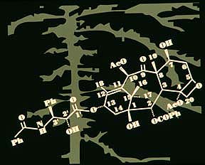 The structure of Taxol