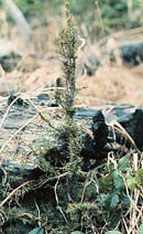 Yew seedling in clearcut