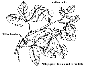 Poison Oak