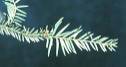 Yew needles
