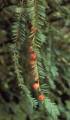Yew seeds (female)