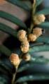 Yew pollen cones (male)