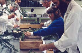 Setting cuttings