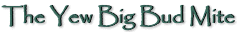 The Yew Big Bud Mite