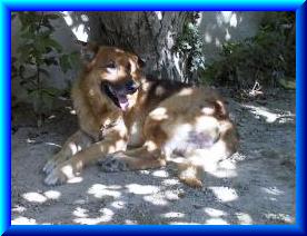 Baugi.jpg (15809 bytes)