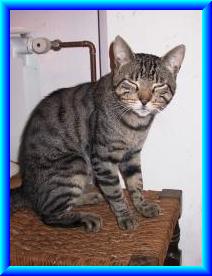 Capi.jpg (13119 bytes)