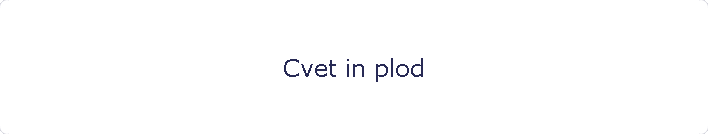 Cvet in plod