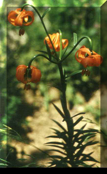 Lilium carniolicum
