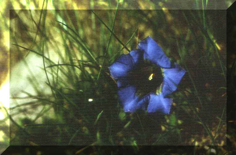 Gentiana clusii