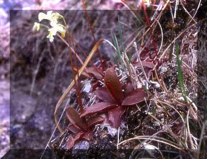 Pinguicula alpina