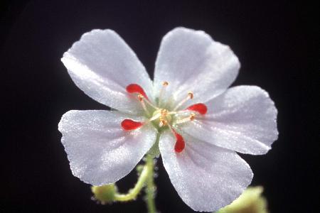 Drosera nitidula ssp. omissa x  pulchella