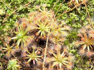 Drosera nitidula ssp. omissa x  pulchella