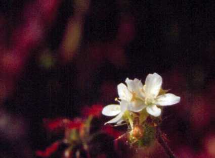 Drosera roseana