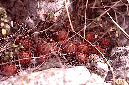 Growing in dolomitic sand