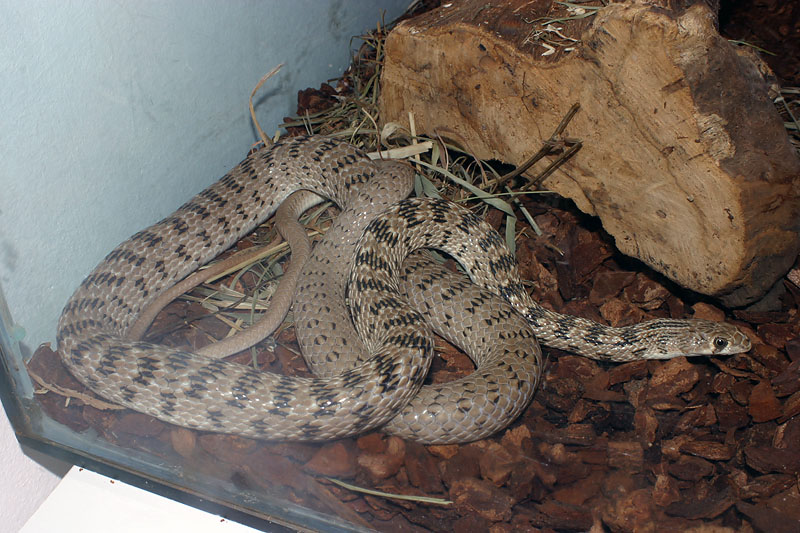 Pictures of snake