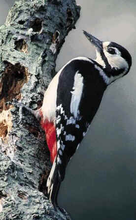 Odtod pridete na mojo začetno spletno stran.  Pavel Zupan