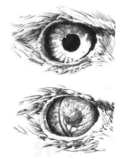 Oko (zgoraj) in murka (spodaj)
