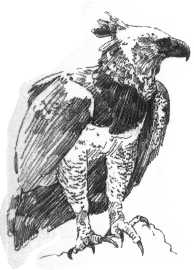 Krempljasti ali harpijski orel (Harpia harpyja)