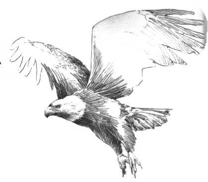 Beloglavi orel (Haliaeetus leucocephalus)