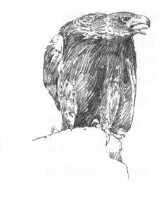 Planinski orel (Aquila chrysaetos)