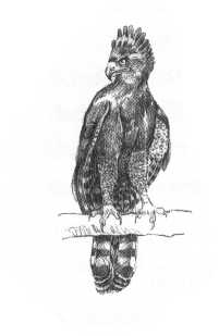 rni-kragulji orel (Spizaetus tyrannus)