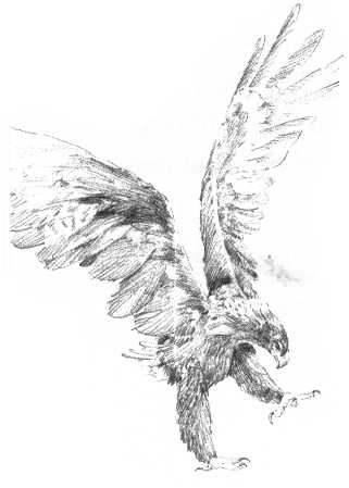 Repati orel (Ayuila audax)