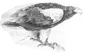 Roparski morski orel (Haliacetus pelagitus)