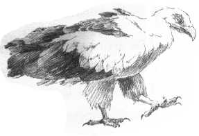 Jastrebski ribji orel (Gypalierax angolensis)