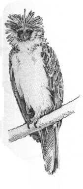 Filipinski ali opiji orel (Pithecophaga jeffrey)