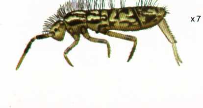 Skaka (Collembola)