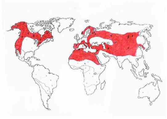 Razirjenost planinskega orla na Zemlji.