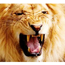 lion_roar1.jpg<>Oh, raa, raa, you too.