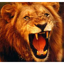 lion_roar.jpg<>Raa raa, big lion!