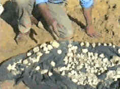 Mnogo zveplenih kroglic