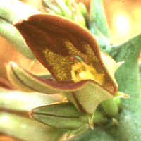 Angolluma cucullata, BARAD 11706, 5 km N Ibb, Yemen, ex Mesa Garden - NM USA (1996)