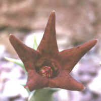 Angolluma deflersiana, ex Arid Lands - USA (1998)