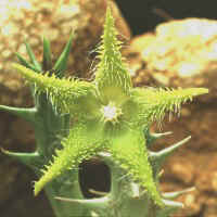 Angolluma dummeri, ex Pogatscnig - Austria, ex Exotica - Germany (1996)