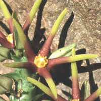 Angolluma eremastrum, ex IAS 791 seeds (1995)