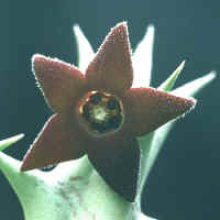 Angolluma hesperidum, ex Hrovatin - Slovenia