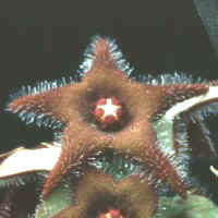 Angolluma sp., ex Garden Centre, Ljubljana - Slovenia (1997), possible hybrid or new species